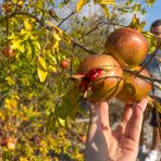 Granátovník púnsky (Punica Granatum) ´MOLLAR DE ELCHE´ - výška 180-200 cm, kont. C70L - EXEMPLÁR (-16°C)